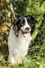 Cute fluffy border collie at a park
