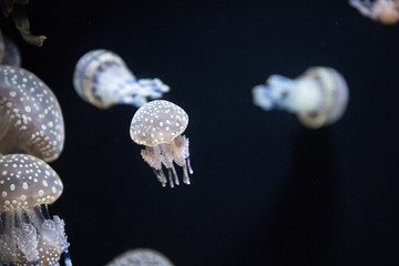 クラゲ © 裕生 北村