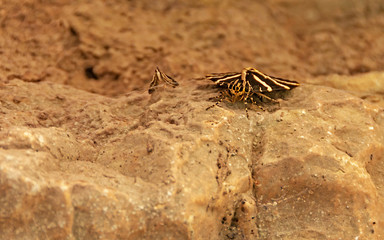 Tiger butterfly in butterfly valley