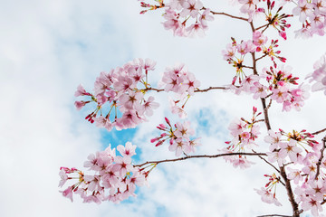 Beautiful full bloom cherry Blossom in the early spring season. Pink Sakura Japanese flower in over the blue sky. Japanese Garden.