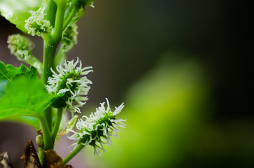 Leaves of young leaves from the top of the tree. Abstract pattern Green background, green leaf, spring