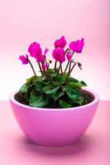 One pink cyclamen plant with flowers in pink pot on trendy pink background, copy space, close up, minimal colors concept