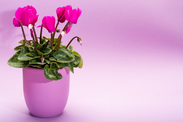 One pink cyclamen plant with flowers in lilac pot on trendy lilac background, copy space, close up, minimal colors concept