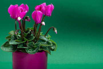 One pink cyclamen plant with flowers in pink pot on trendy green background, copy space, close up, minimal colors concept