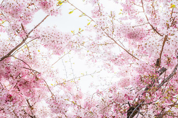 Beautiful full bloom cherry Blossom in the early spring season. Pink Sakura Japanese flower. Japanese Garden. A depth of field with bokeh photo style.