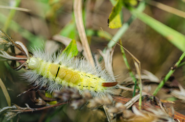 yellow beautiful caterpillar close-up with red tail and long hairs crawling in green grass