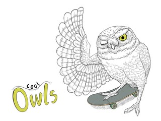 Cute  owls character hand drawn.