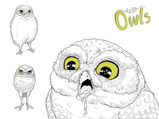 Cute  owls character hand drawn.