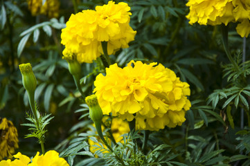 blooming yellow marigolds