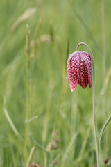 Pendulous flower of the snakehead fritillary with chequered petals