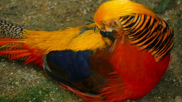 Magnificent elegant male of Chinese Red Golden pheasant, Chrysolophus Pictus outdoors. Dazzling Conspicuous Handsome wild exotic bird with Spectacular Plumage and Colorful tail Feathers in real nature