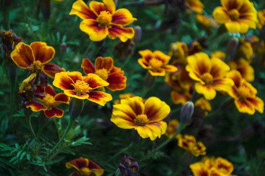 Blooming Yellow Marigolds