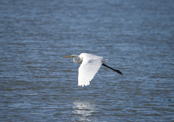 Great egret at bird Sanctuary Hjällstaviken, Stockholm