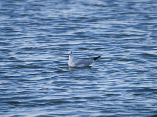 Sea gull at bird Sanctuary Hjällstaviken, 