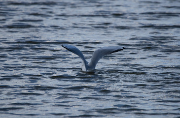 Sea gull at bird Sanctuary Hjällstaviken, 