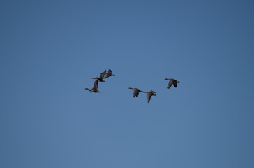 Fototapeta premium Geese flying over bird Sanctuary Hjällstaviken