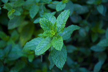 mint in garden