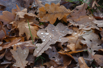 Fallen oak leaves after heavy rain