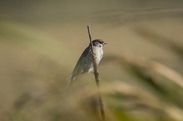 Reed Bunting  at bird Sanctuary Hjällstaviken, Stockholm
