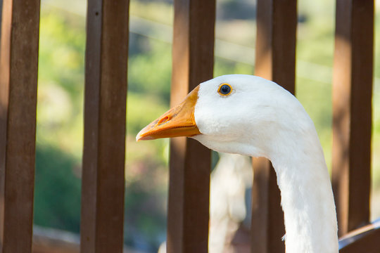 Gans mit einem braunen Bretterzaun im Hintergrund