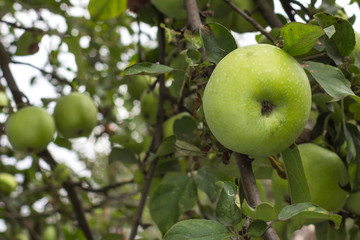 Ripe apple. Red fruits. Apple tree with fruit crop. Green and red apple. Orchard in summer. Vegetarian food. Apples on the tree. Organic food. Ecological product.