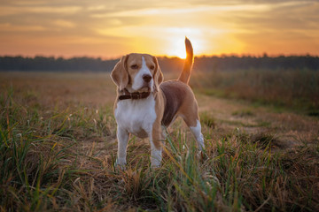 Beagle dog on a walk in the morning at dawn