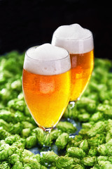 Two  pint of  cold  beer on background hops cones