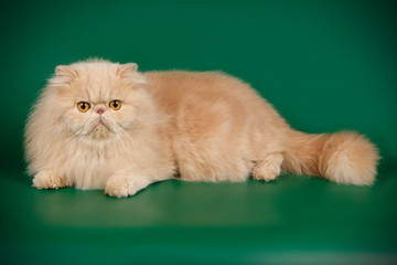 Persian cat on colored backgrounds