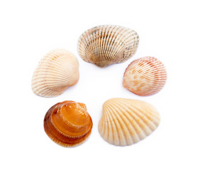 Exotic sea shells isolated on white background
