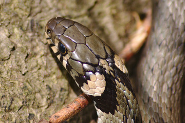 Ringelnatter