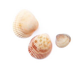 Fototapeta na wymiar Exotic sea shells isolated on white background