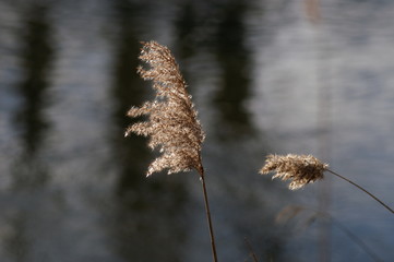 Seegras © Augenblikk