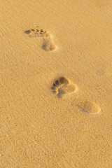 Fototapeta na wymiar woman relaxing walking on sand beach leaving footprints in the sand.