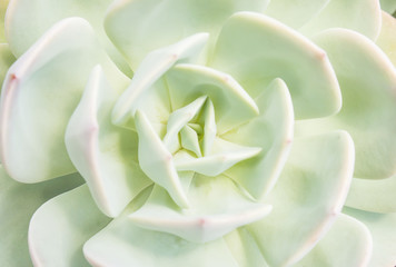 Closeup of large rosette of light green succulent leaves tipped with reddish edges and soft thorns.