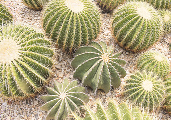 domestic cactus closeup in desert.