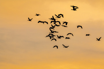 Obraz premium Silhouette of birds flying against an orange sky