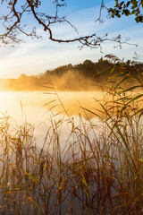 Obraz premium Reeds on the beach a misty autumn morning at the lake