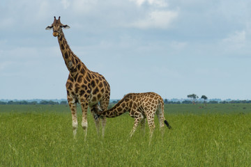 Giraffe nursing it´s calf