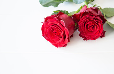 Beautiful red roses flower on white background