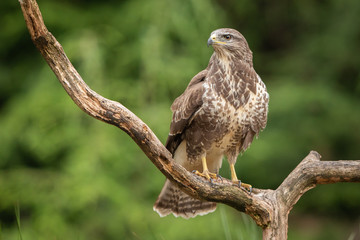 Common Buzzard in natural environment