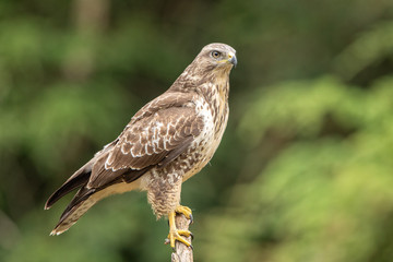 Common Buzzard in natural environment