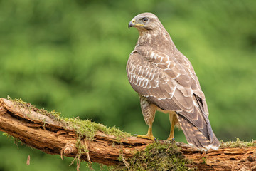 Common Buzzard in natural environment
