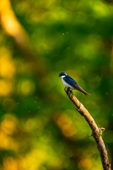 Common Swallow on a branch at golden hour