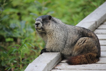 Groundhog