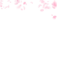 Sakura petals falling down. Romantic pink flowers gradient. Flying petals on white square background