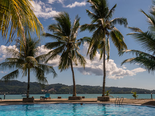 Pool with silhouettes of  palm trees