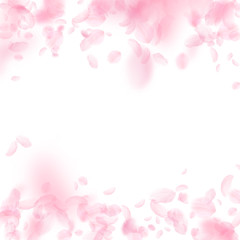 Sakura petals falling down. Romantic pink flowers falling rain. Flying petals on white square backgr