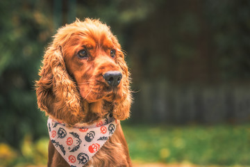 Young Cocker Spaniel in a gardern, looking in the distance, past the camera. It is wearing a Holloween themed neckerchief.