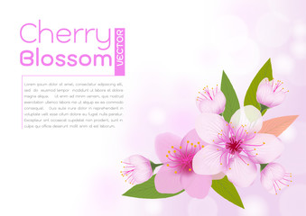 Pink cherry blossoms and leaves on a white and pink background. Cherry blossom spring design.