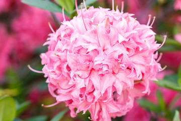 Rhododendron (azalea ) flowers of various colors in the spring garden